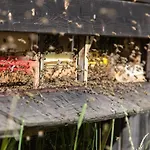 Haeusling Alm
