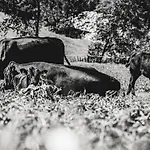 Мини-отель Haeusling Alm