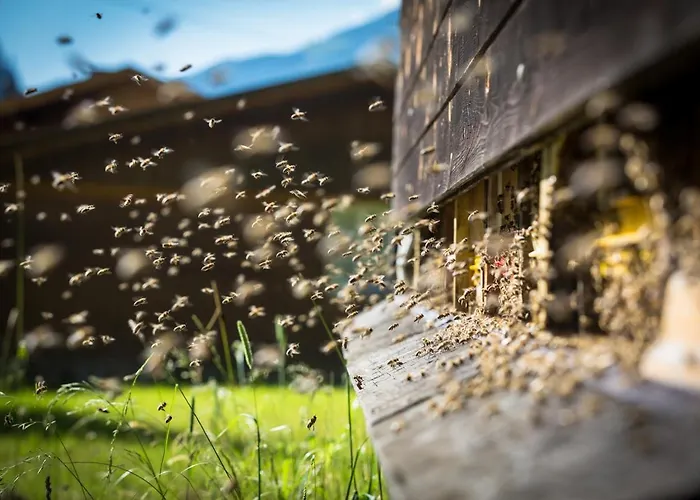 Haeusling Alm Inn Mayrhofen